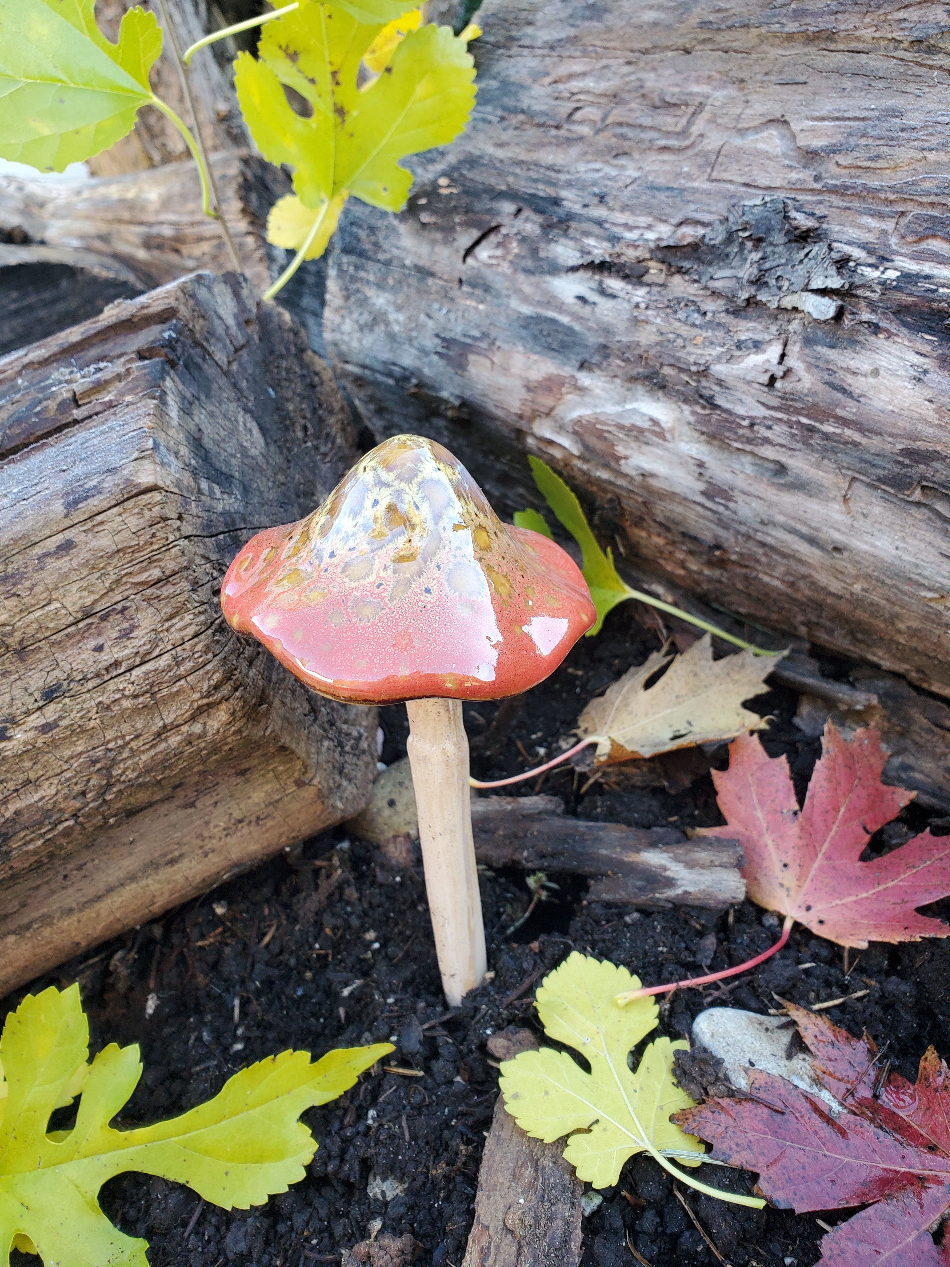 Assorted Small Natural Mushrooms