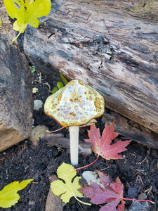 Assorted Small Natural Mushrooms