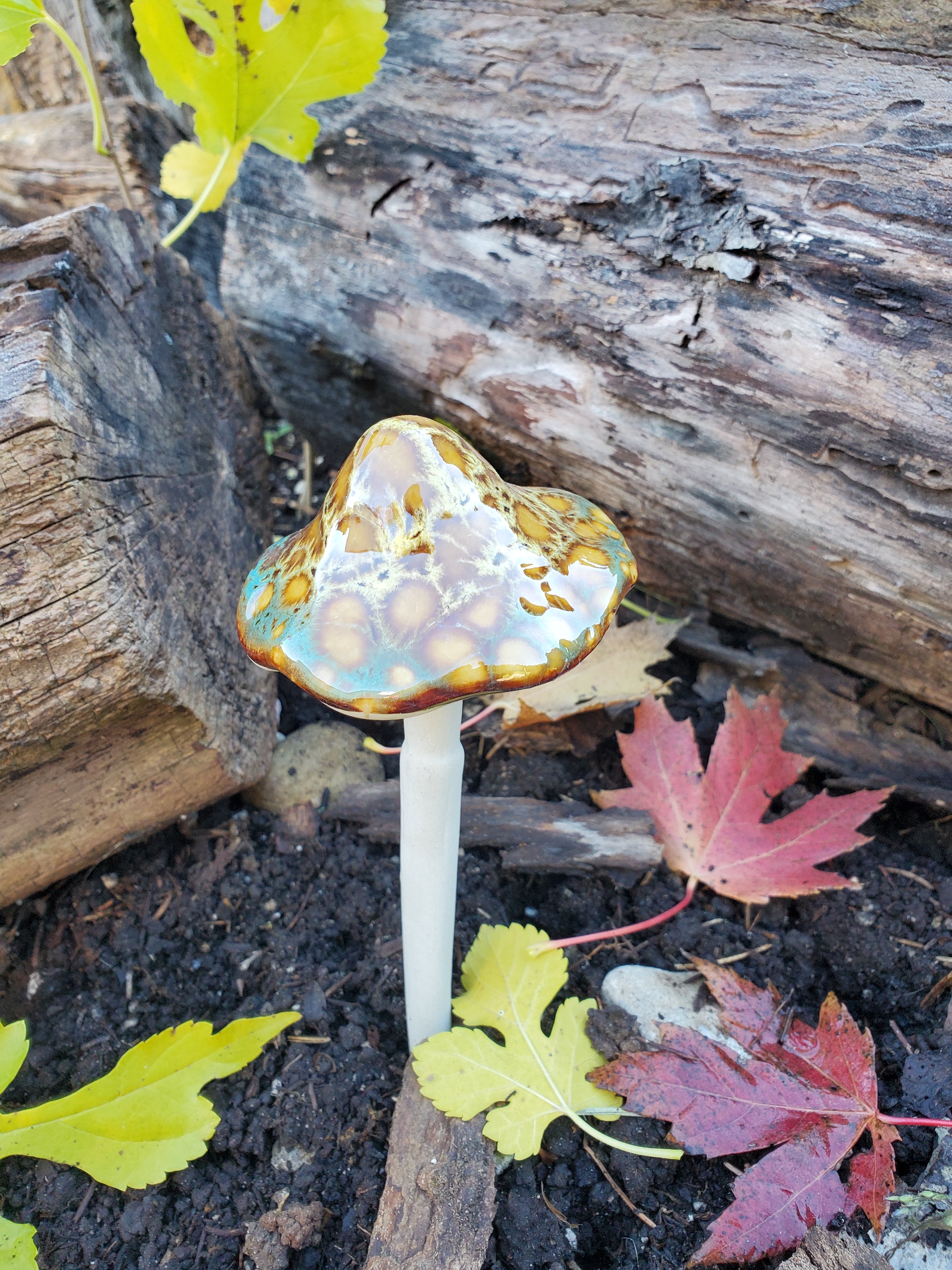 Assorted Small Natural Mushrooms