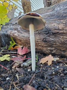 Assorted Small Natural Mushrooms