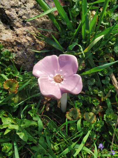 Assorted Petite Peek-a-Boo Flower