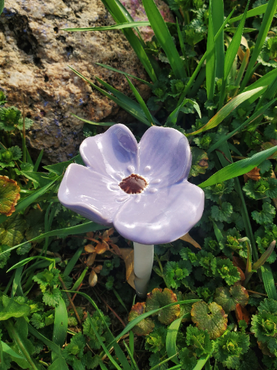Assorted Petite Peek-a-Boo Flower