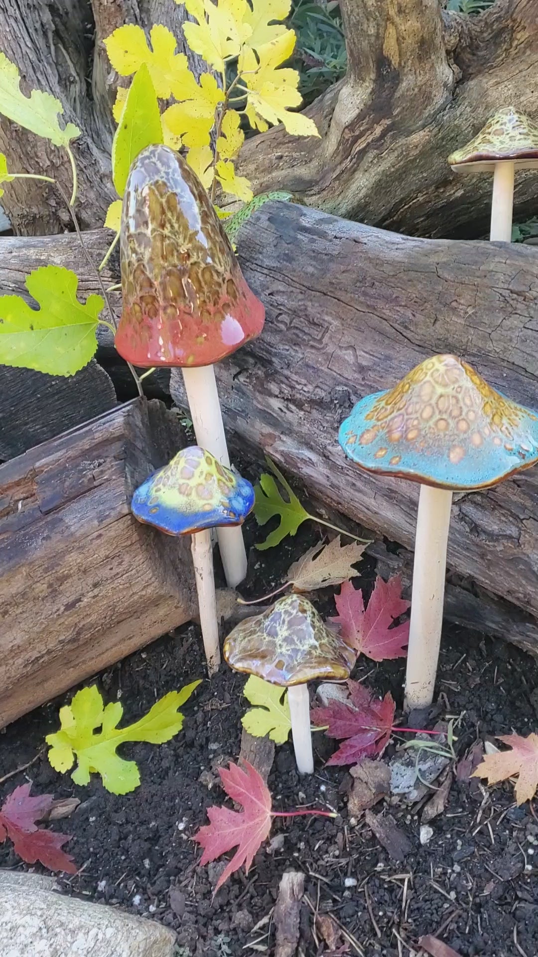 Assorted Small Natural Mushrooms